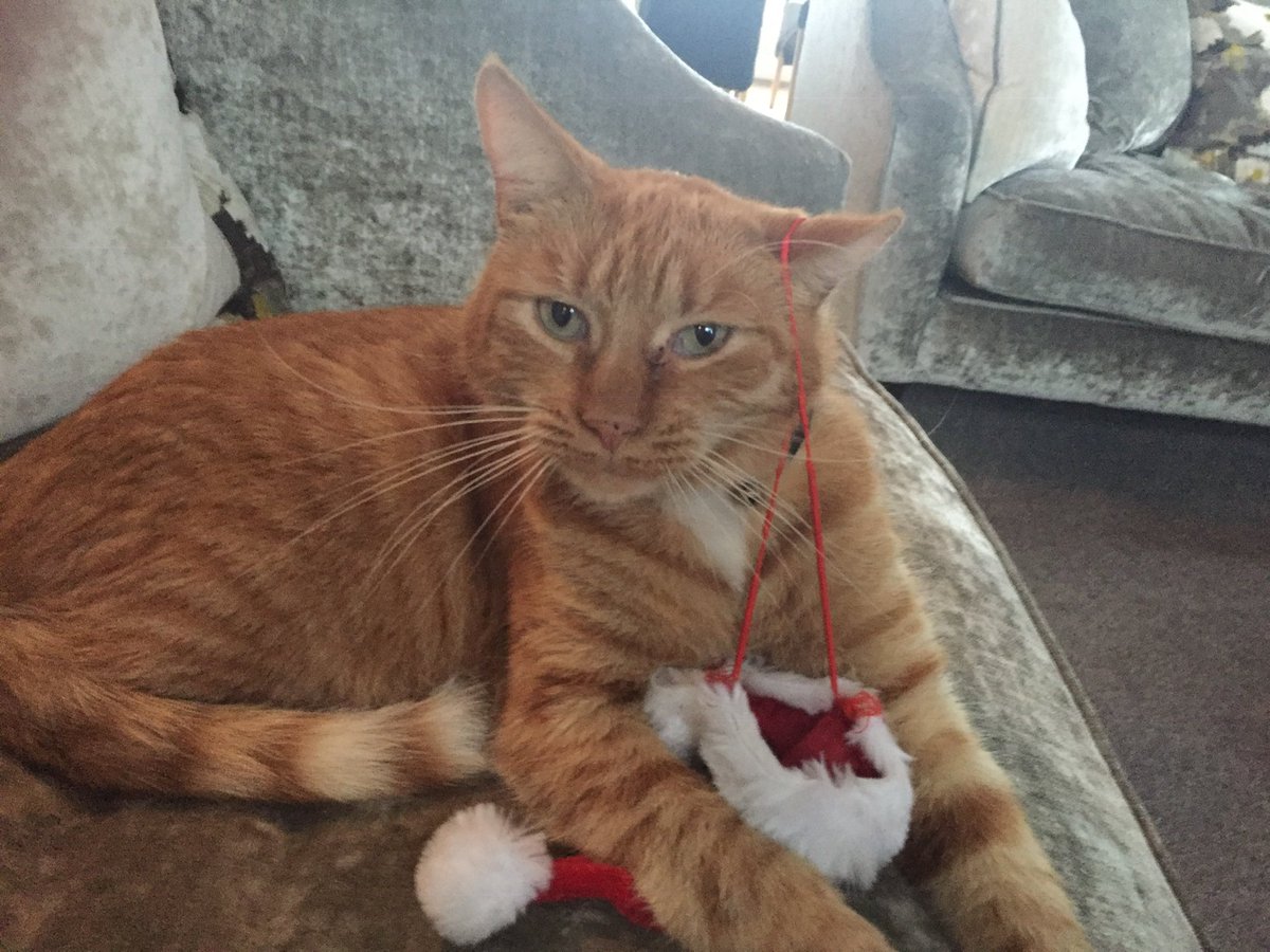 The slaveas have been thoughtful about me a lot this Christmas. They miss me with all their heart 💔