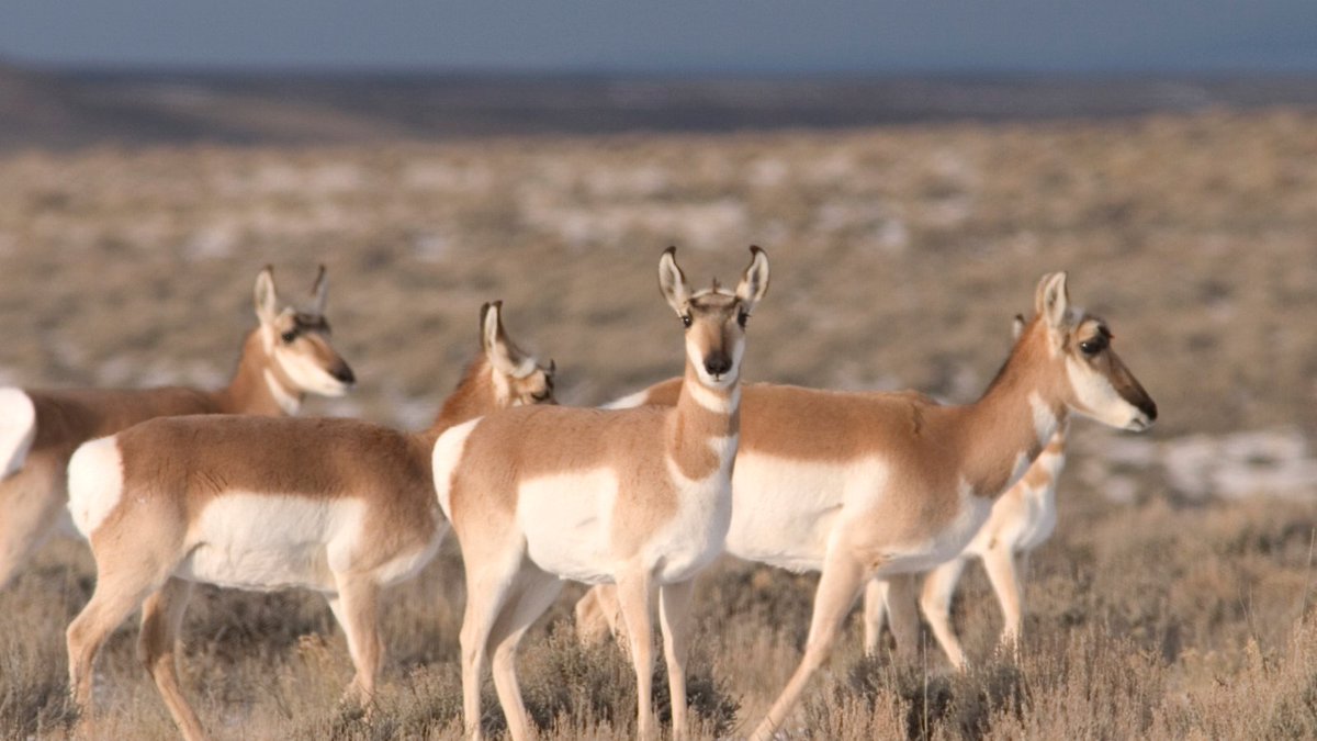 Game and Fish is moving forward in the identification process for the Sublette antelope migration corridor & is seeking public input on the proposed migration corridor/threat evaluation. The deadline to submit comments is Jan. 5. Learn more: bit.ly/46kSwN4