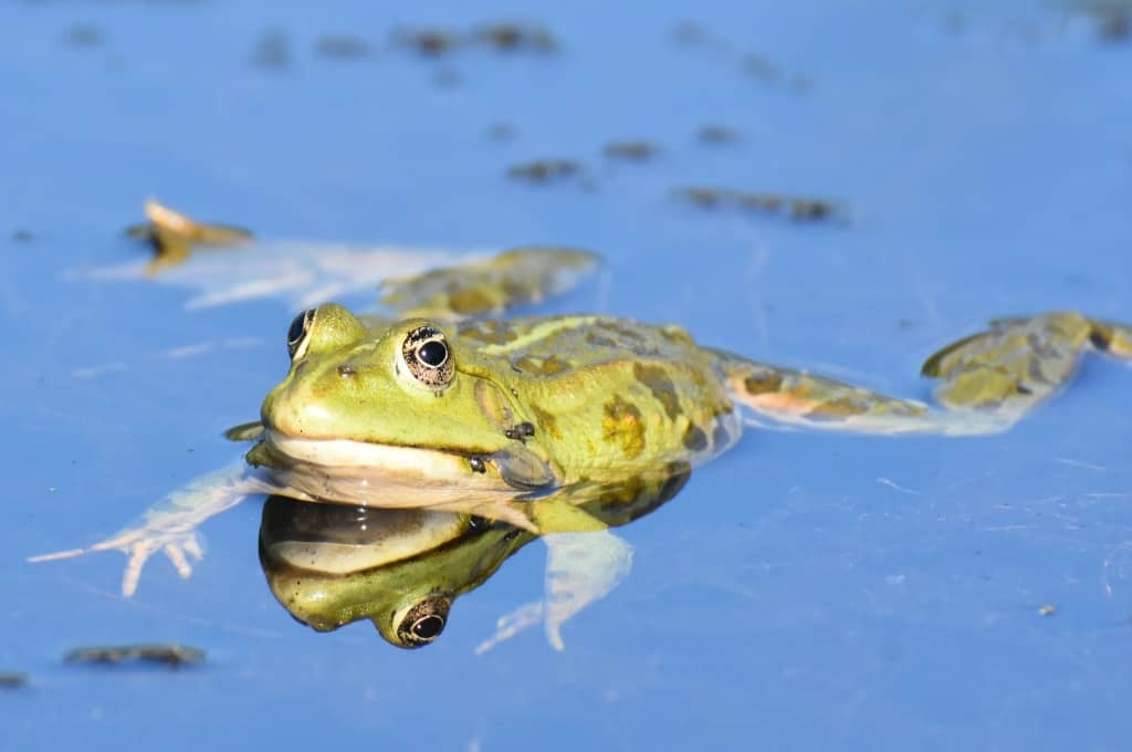 yebblecom's tweet photo. Frogs in Winter Wonderland: Surviving the Cold Leap
https://t.co/oC3fG85ALr
Winter brings a chilly transformation to our surroundings, but have you ever wondered how our amphibious friends, frogs, navigate the frosty season?
#frogs #coldweather https://t.co/ravjFMay5Y