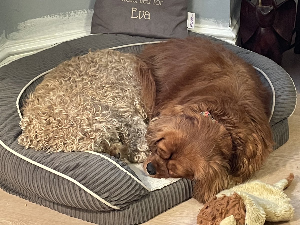 Time for an afternoon nap together well it is Christmas time