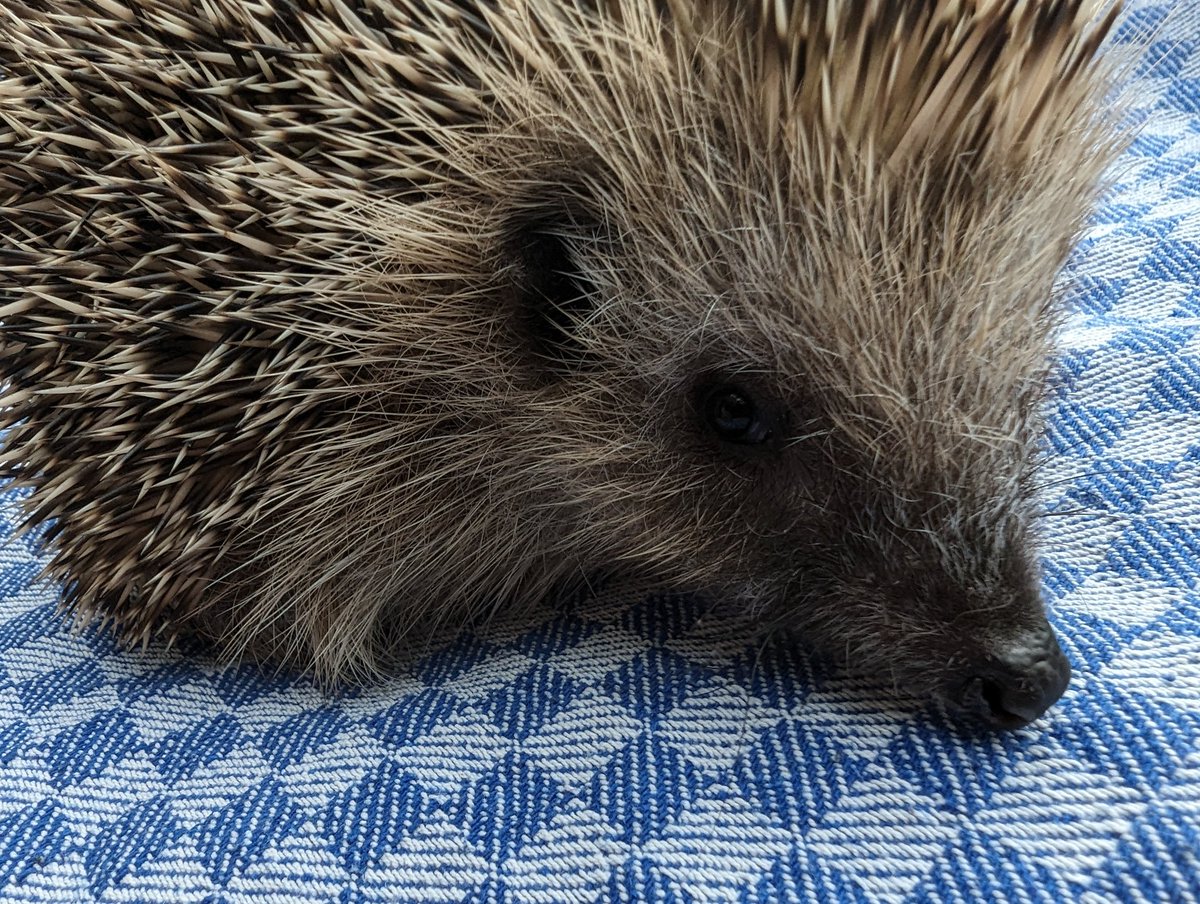ErinaceusFrance's tweet photo. #Faustine se porte à merveille. Quel appétit ! Elle mange à sa faim et les blessures cicatrisent merveilleusement bien grâce au miel. https://t.co/C8MBuKH10q