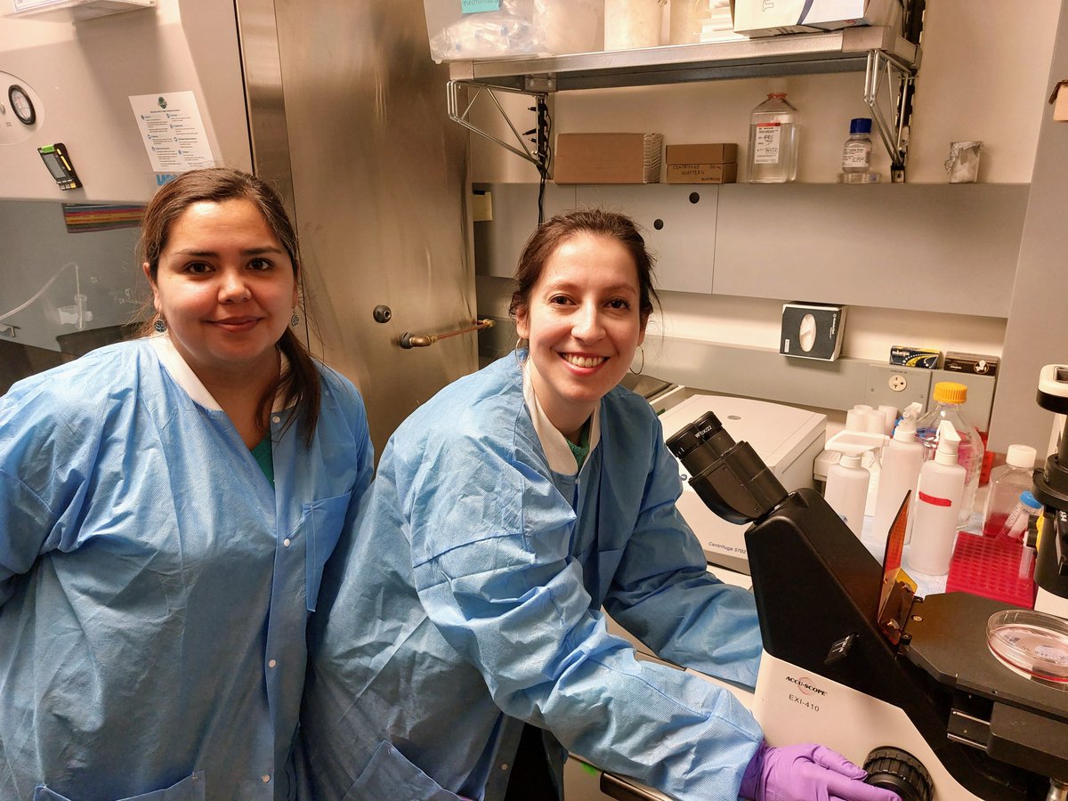 BonifacinoJuan's tweet image. Excited to welcome two postdocs from @USanSebastian, Santiago, Chile, for short internships in our lab: @ASBMB 2023 PROLAB winner @Vivi_Cavieres and twitterless María Paz Hernández. Looking forward to collaborating with you! #Research #Internship #ScienceCommunity
