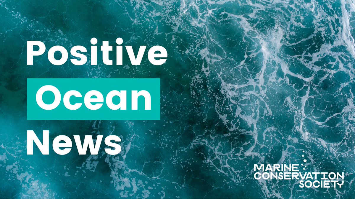 Positive Ocean News 🌊

To finish the year off on a positive note, we've rounded up some of December’s good news stories for our seas.

Read on and share to spread some #OceanOptimism!

- A thread 
#GoodNews #PositiveNews #Ocean