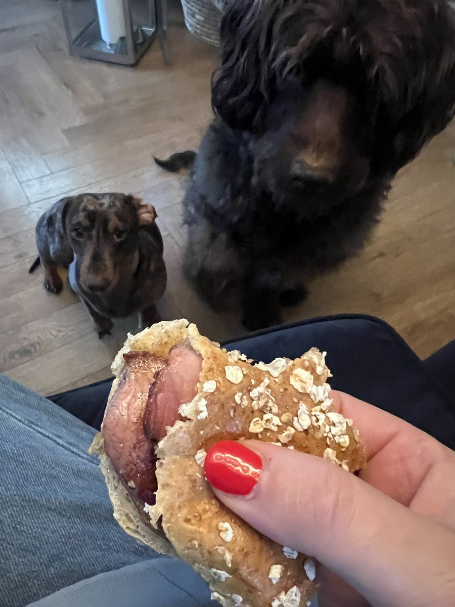 All eyes on the bacony prize #dogs #womansbestfriend #bacon #christmastreats #Christmas