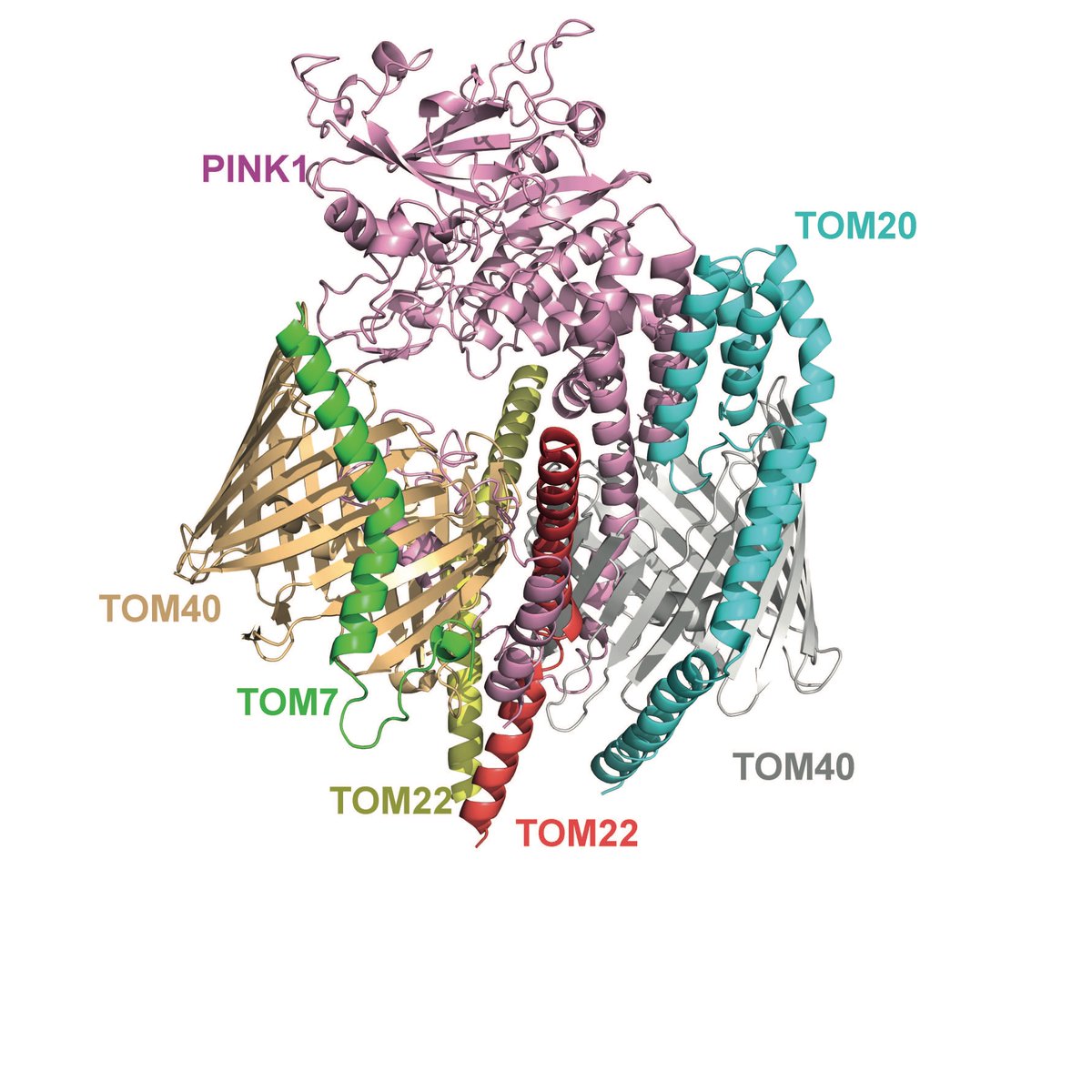 Out Now! Our new preprint of mechanism of #PINK1 activation at TOM complex. Led by Wale @waleraimi & Hina @mrcppu Fantastic collaboration with @ruferbus Sebastian Mathea @ASAP_Research Karim Labib @naranson @TDDeego. #OpenScience click here surl.li/oqvpt