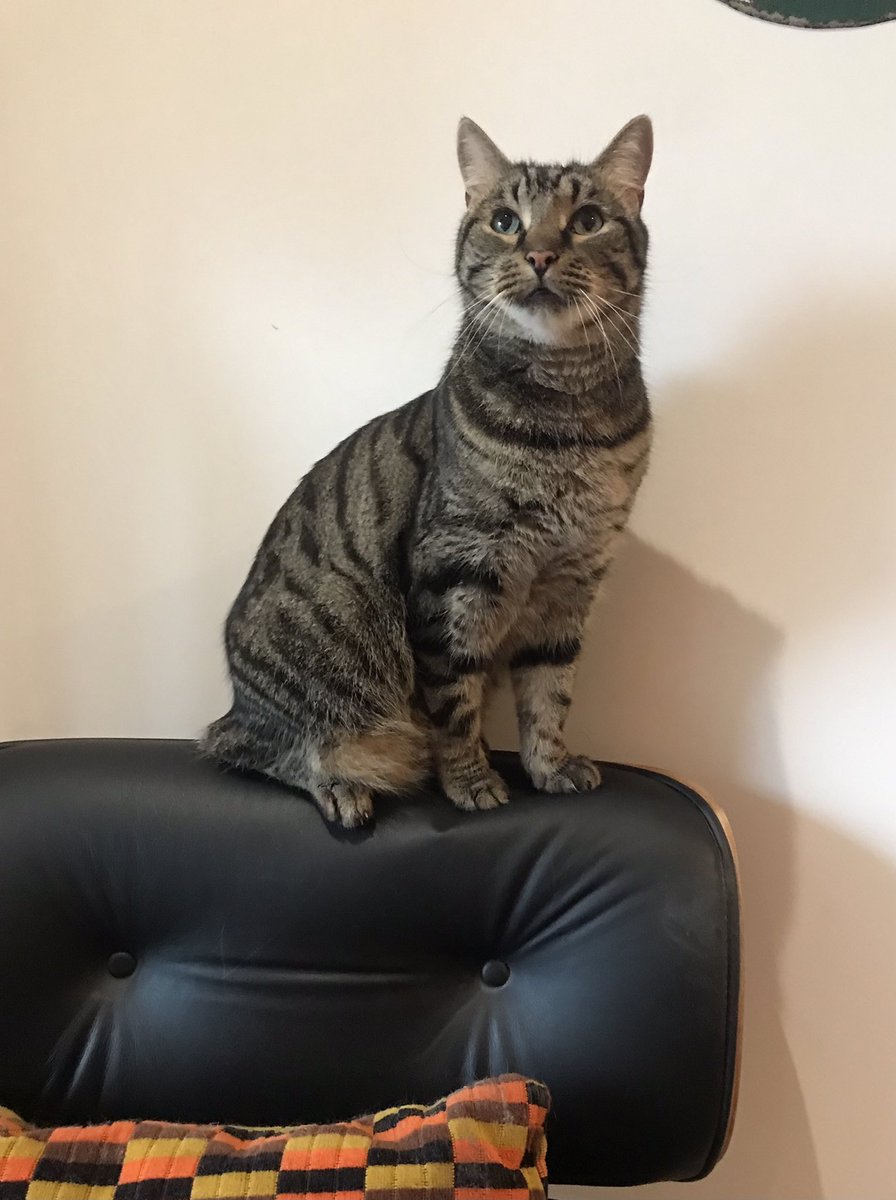 jason_tabby's tweet image. I see birds!