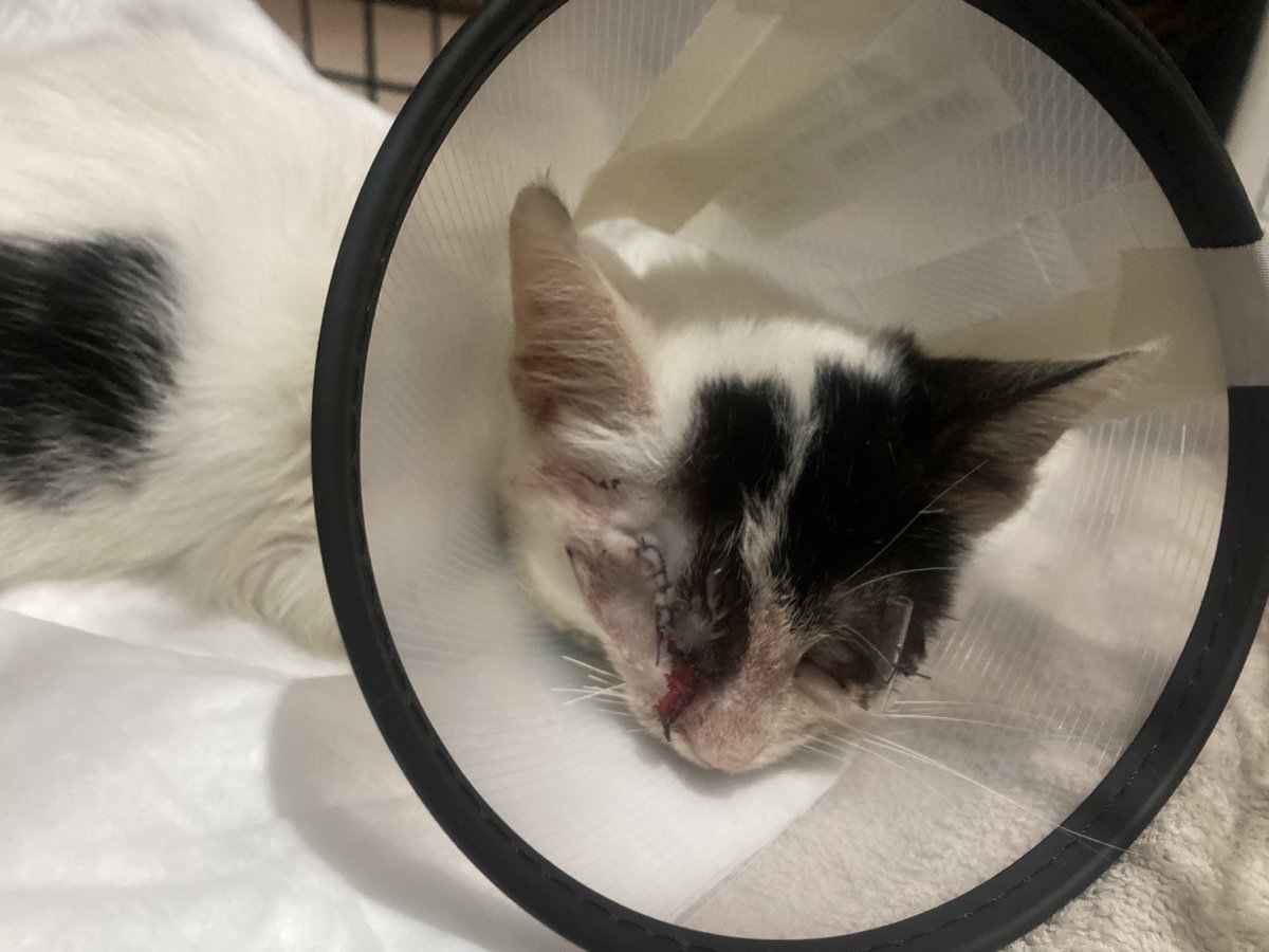 cattingwoman's tweet photo. ameliyatı oldu
sağ göz alındı, sol gözdeki kornea deliği kendini onarsın diye kısmi geçici kapama yapıldı
aşısı olmadığı için yavru kedilere klinik ortamı çok riskli olduğundan eve getirdim 
15 gün bakacağım ona https://t.co/CldjhloRkt