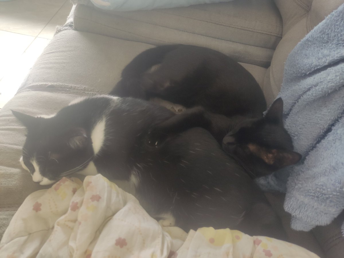 Boa tarde vermelhas e vermelhos!!
Cochilinho depois do almoço.
#Goro #Shao