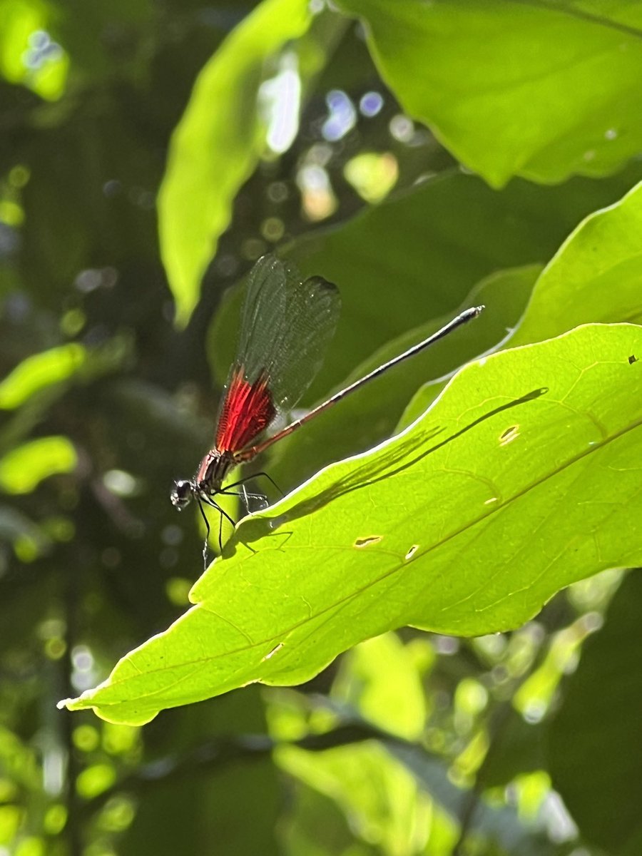 yugotiger's tweet photo. カマキリ先生に憧れてコスタリカに行ってきたよ!写真撮れなかったけどモルフォ蝶も見たぜ!
#カマキリ先生
#昆虫すごいぜ
#monteverde
#insectmarket
#正装してgo https://t.co/cqYQeUvQuH