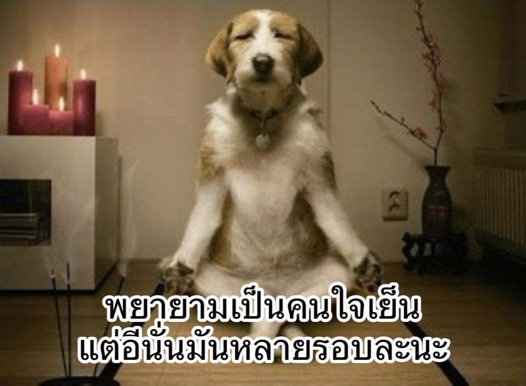 หมีไข่ 🐻 tweet media