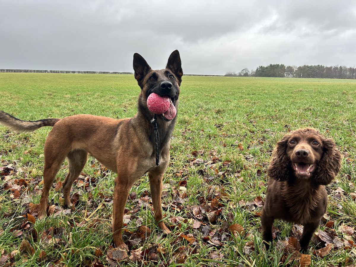 A busy couple of long nights shifts for us…lots of cars searched by Rooster 🚗 with some good finds #thenoseknows 
&amp; 2 burglars found and contained by Zero until cops arrived….her bark was enough to convince them not to move….🤪 But Now time for some well deserved R&amp;R 🐾🐾