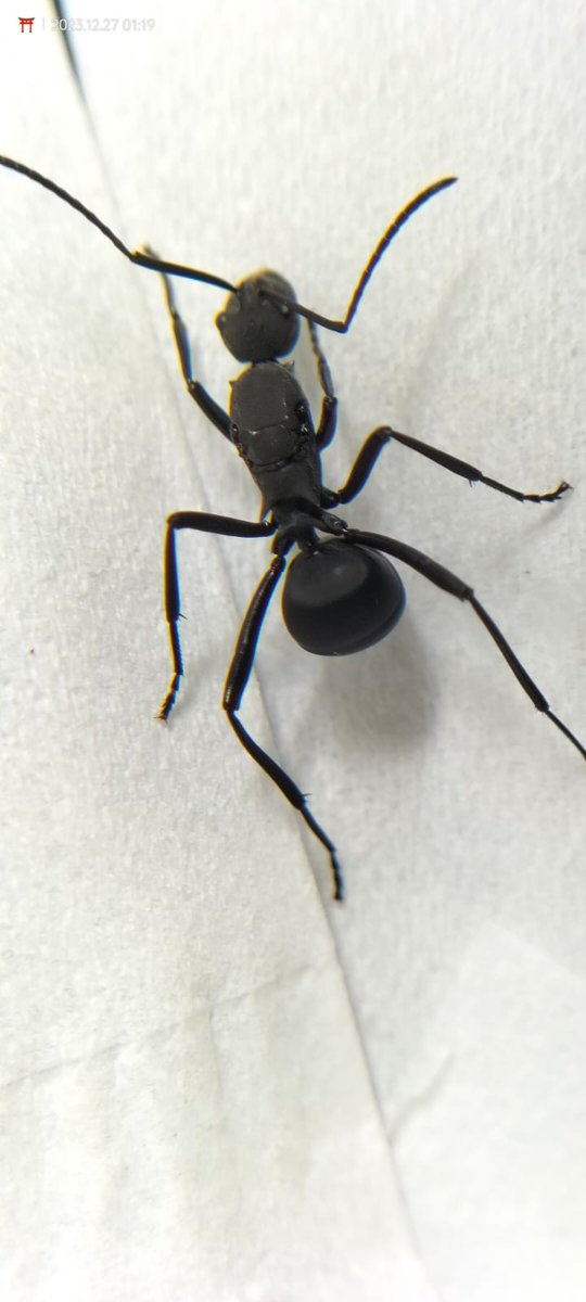 AlbertStevanus0's tweet photo. Polyrhachis Sp.

#ands https://t.co/5QwsUSAYic