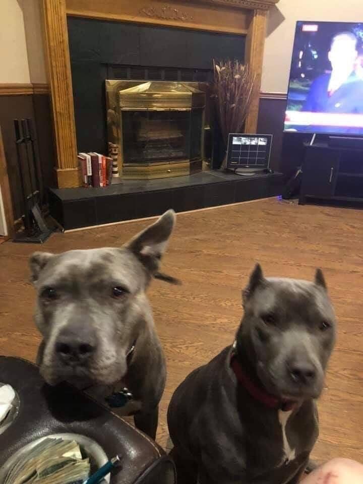 Tweets of Dogs tweet media