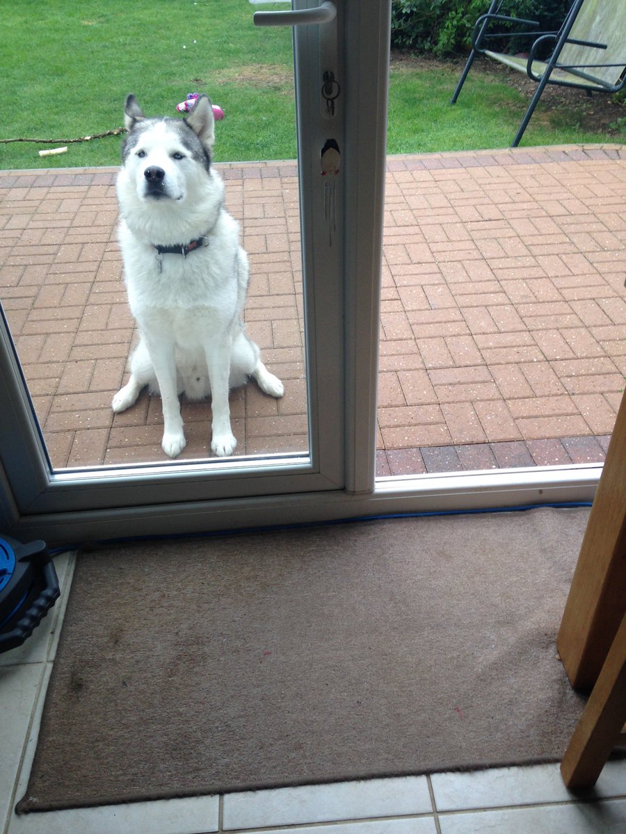fifi_bb's tweet photo. @_B___S Same with our good boy (years before he went blind) didn’t realise the other door was open 🤦‍♀️💔 https://t.co/rvGBAqYQCg