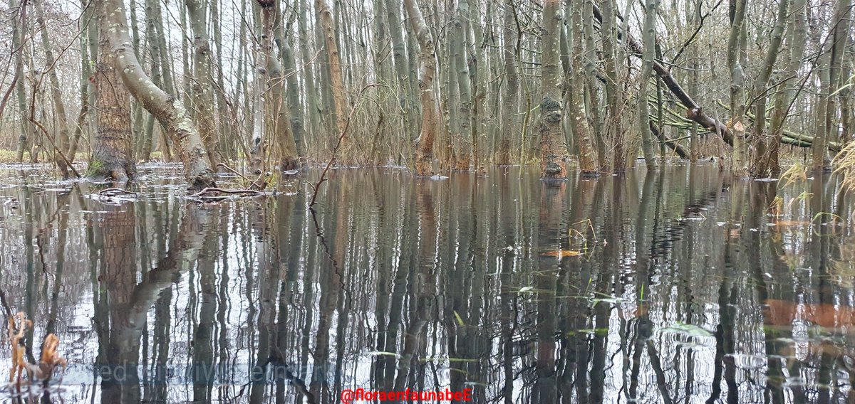 Deze weken van #regen geven ook weer de gelegenheid om mooie #natuur foto's te maken in de al zo bijzondere #natuurgebieden van #Rotterdam,  zoals hier in het #Oudelandsepark.  Is nu omgetoverd in een #moerasgebied 
#fotografie #genieten