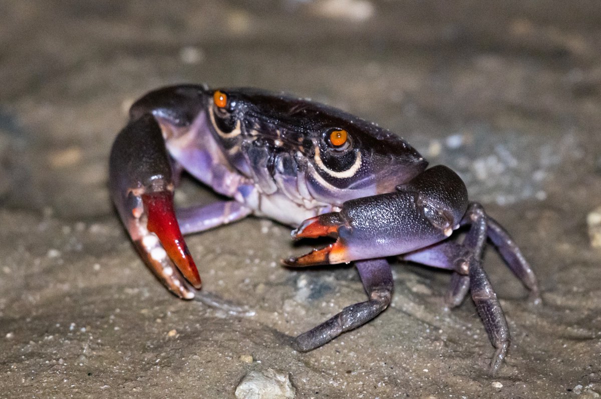 クマドリオウギガニ。カニ界で一番カッコいいかも。 #クマドリ