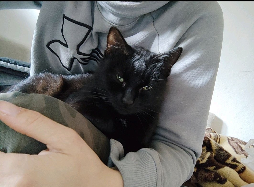 Crna maca traži svoju zauvek porodicu. 
Sterilisana, vakcina. 
Sklonjena s ulice do marta. Za nju život na ulici nije Život. 
Mazna, dobra i puna ljubavi. ❤️
Da li bi je neko prihvatio da bude deo porodice? 
🙏🙏🙏🙏🥺🥺🥺

Prevoz obezbeđen. 
Stara Pazova