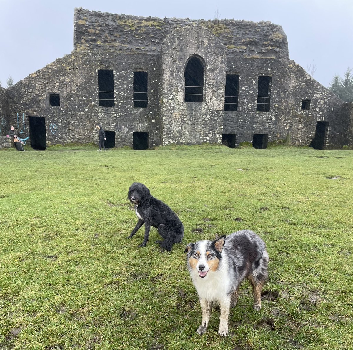 WainuiTrevor's tweet photo. #diplodogs Millie and Violet had a great two hour walk to the Hellfire Club today. Pretty wet but great fun https://t.co/ltJUUyQYba