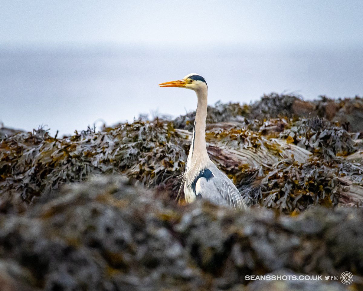 seansshots's tweet photo. It's March images in my countdown of my favourite images from 2023, four of my faves! #myimages #favimages2023 #picsoftheyear2023 https://t.co/Kr4OKVFvXy