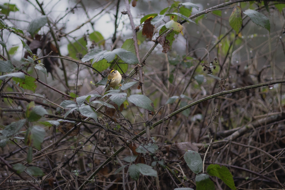 #12DaysWild Day 3:
Tiny treasures on a rainy day.
A very bold goldcrest was just what I needed as I attempted to find beauty in the constant torrential rain 
(this was taken with my 50mm lens for context on how near I was to it)
@WildlifeTrusts @cumbriawildlife