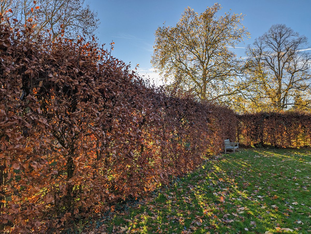 bongboots's tweet photo. Beech hedge at Rycote Chapel #autumn #beech #fall #GooglePixel7Pro #hedge #landscape #landscapephotography #Oxfordshire #P7P #RycoteChapel #RycotePark #shadows #Thame #travelphotography #trees https://t.co/kZP5XyyGAs