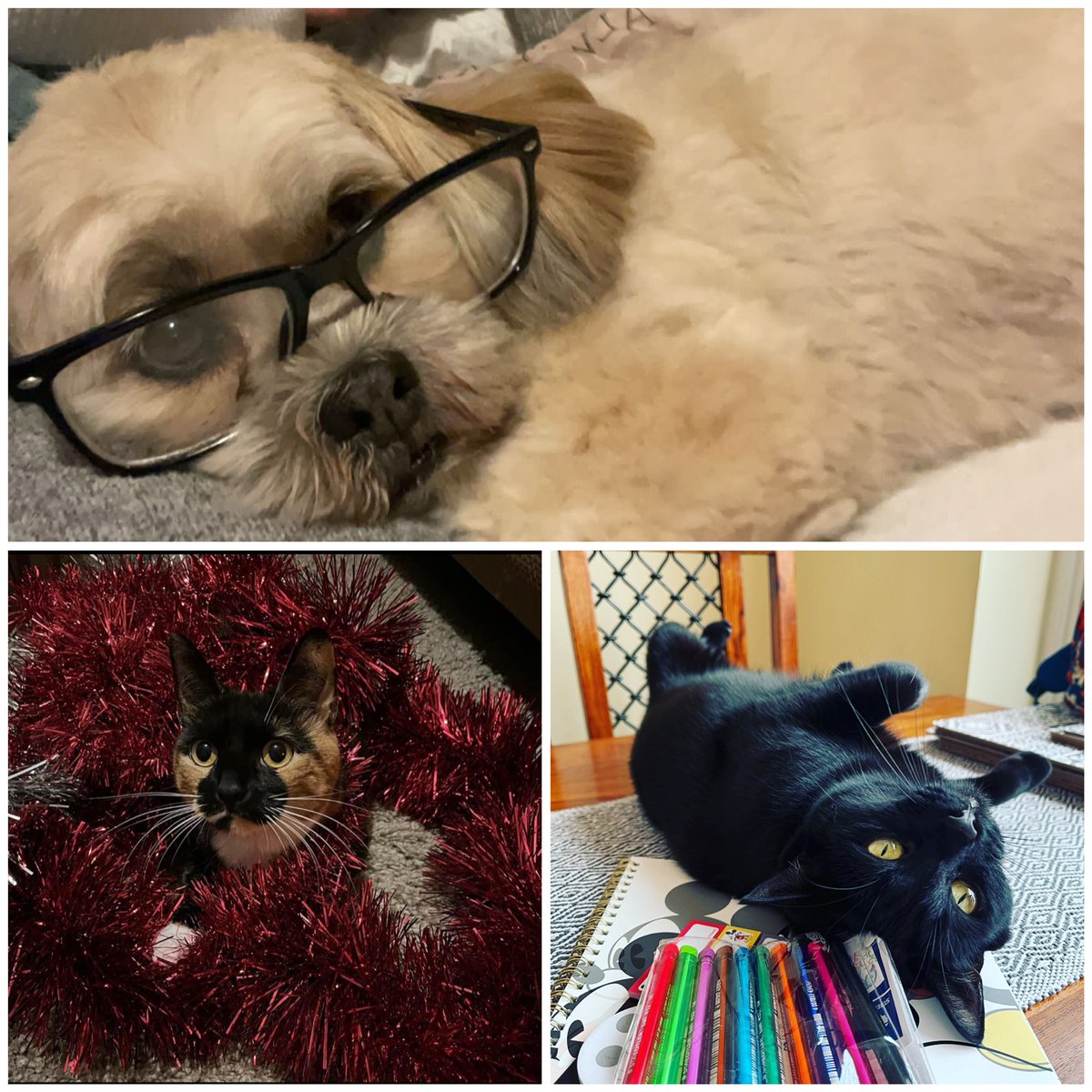 PDEUteam's tweet photo. Happy Christmas from PDEU and a few of our furry friends, PDEU are here this week, please do not hesitate to contact us and thank you to everyone who was working over Christmas #support #mytt #pdeu https://t.co/5vl45ITz80