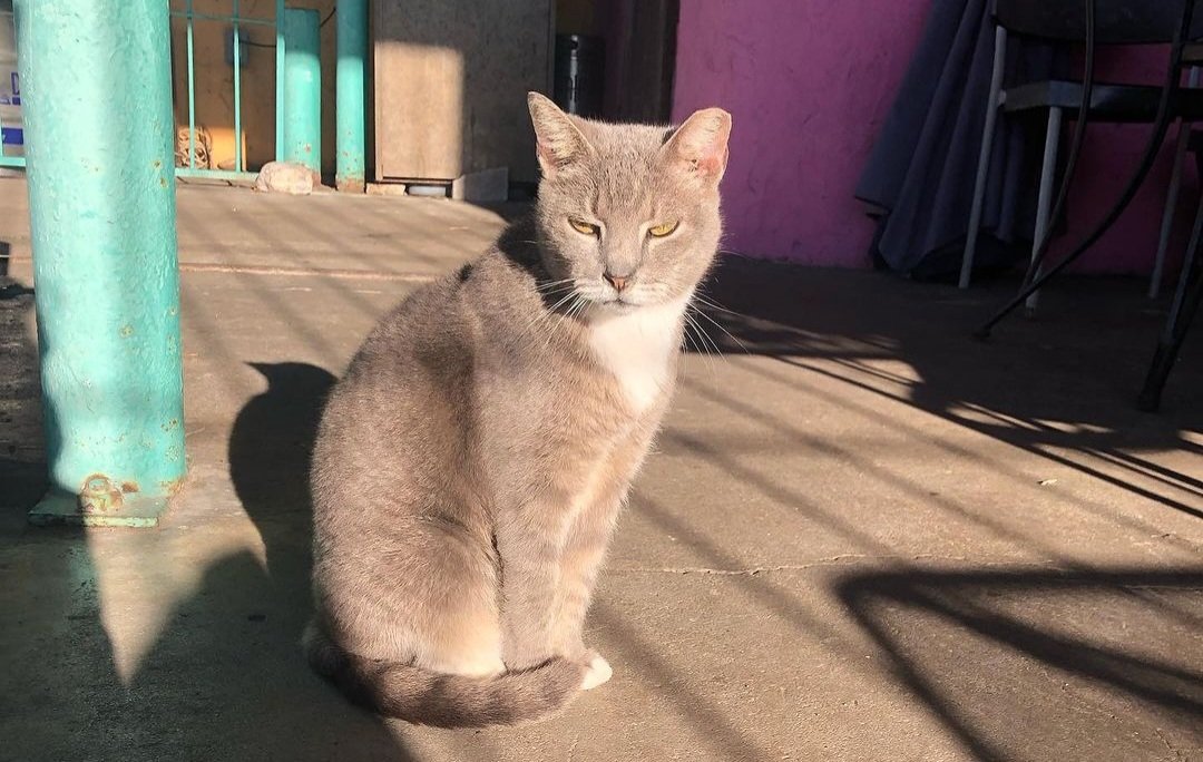 boozewithmews's tweet photo. It's not really Twixmas unless you're cranky, hungover and oh, so sleepy! Sadie at Bohemeos, Texas, US, is feeling the same as the rest of us!😾🐱💤
#CatsOfTwitter #pubcats https://t.co/JPgamfMfvX