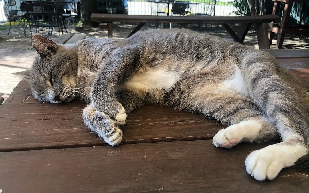 boozewithmews's tweet photo. It's not really Twixmas unless you're cranky, hungover and oh, so sleepy! Sadie at Bohemeos, Texas, US, is feeling the same as the rest of us!😾🐱💤
#CatsOfTwitter #pubcats https://t.co/JPgamfMfvX