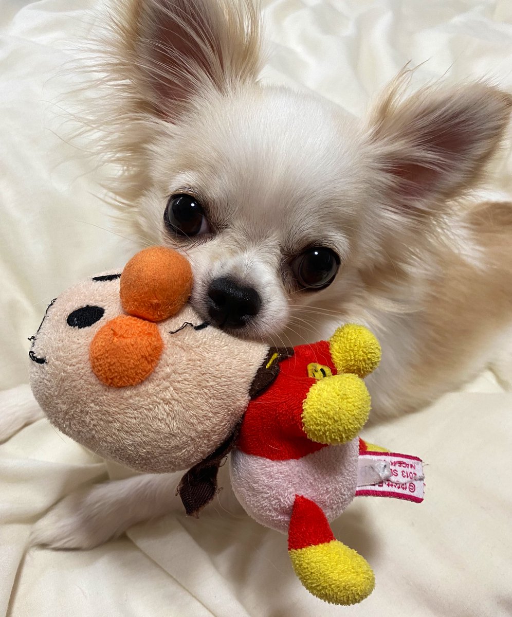 マロンです🐶
よろしくお願いします🐾

#犬 #チワワ #ロングコートチワワ
#dog #chihuahua #longcoatchihuahua
#개 #치와와 #롱코트치와와