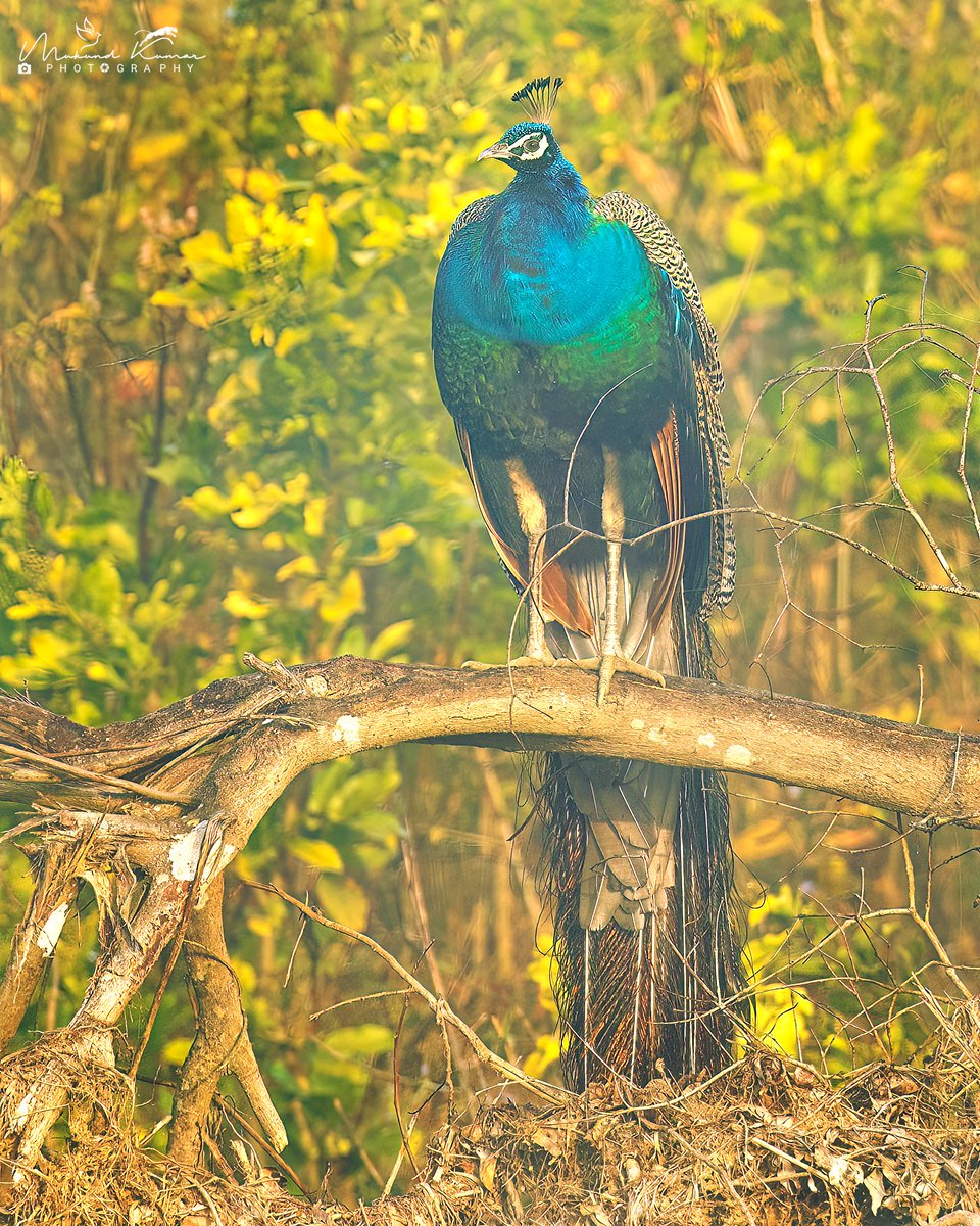 Indian Peafowl Kotdwar - Uttarakhand 26-Dec-2023 #birding #Birds #birdwatching #photography #natgeoyourshot #natgeo #natgeowild #yourshotphotographer #TwitterNatureCommunity #NaturePhotography #IndiAves