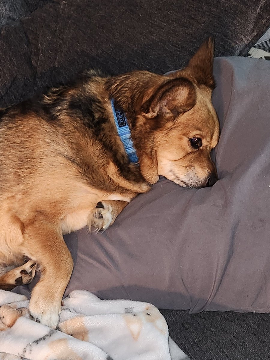 TheDiggyDogg's tweet photo. Can't stand when da hoomans wake me up early then leave for work! #DisapprovingCorgi https://t.co/pTwoA0qyxq