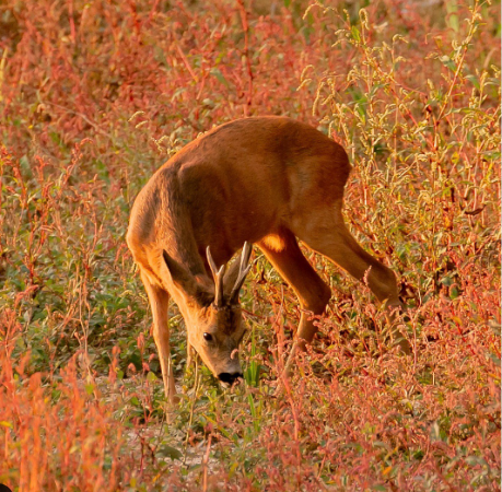 Athénaïs Roy 🌿🌸🙏⚜⚔🦋 tweet media