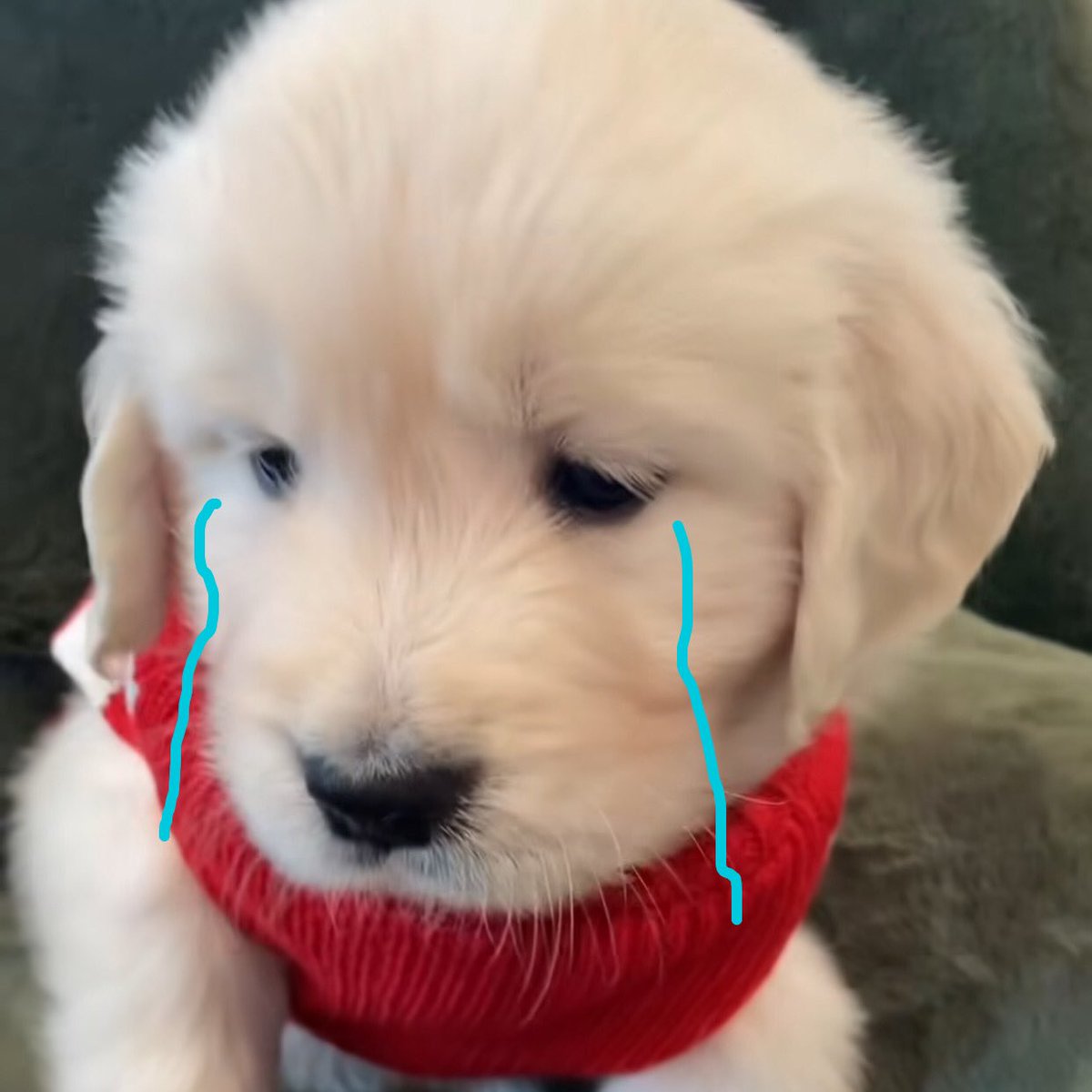 takemybear 🐶 tweet media