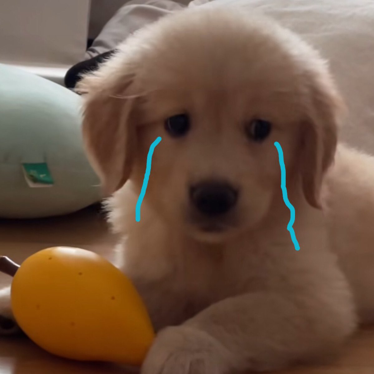 takemybear 🐶 tweet media