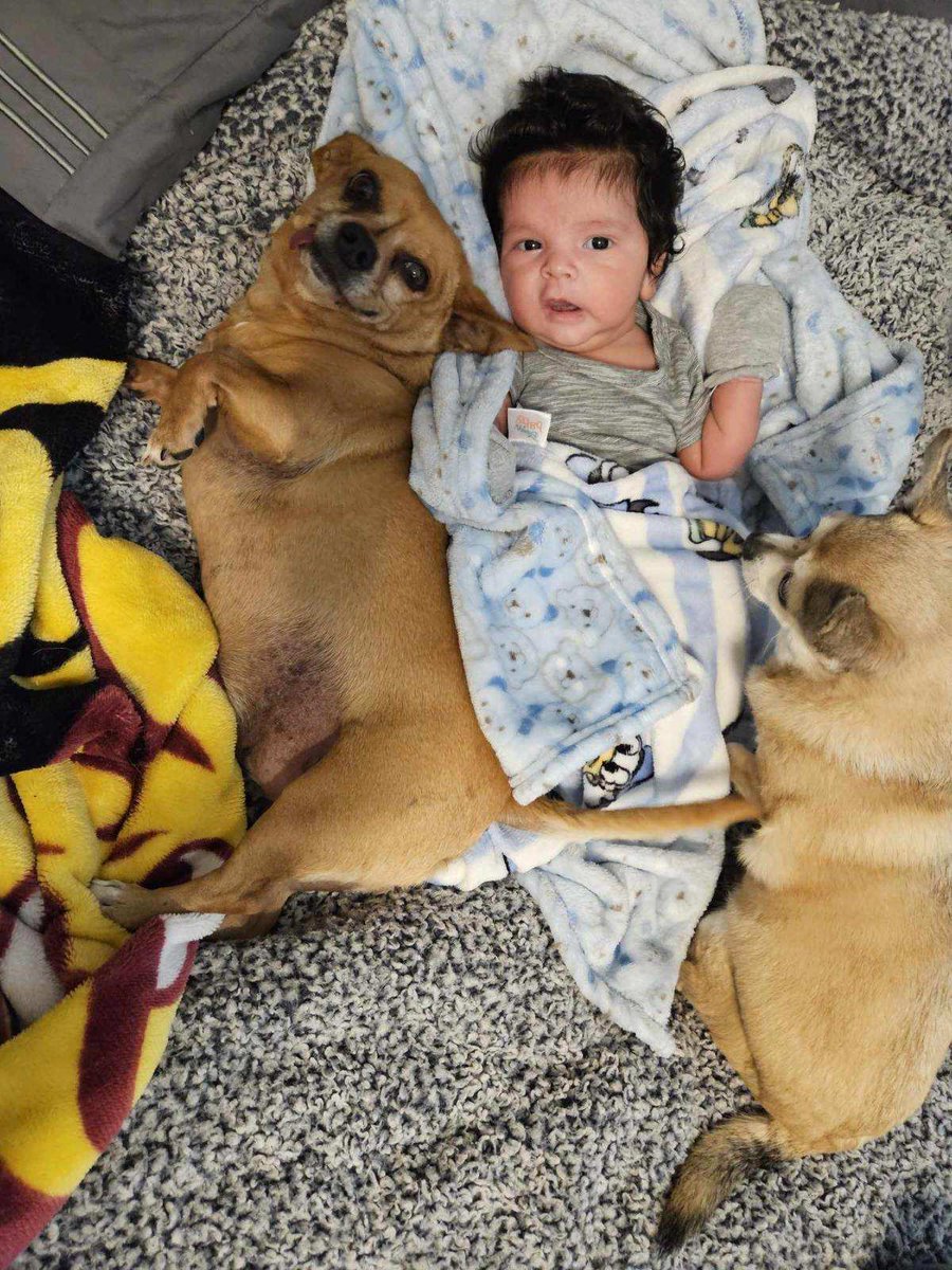 ArosSteph's tweet photo. My fur babies think my grandbaby is their baby 🐶♥️👶 #NicoDavid https://t.co/1xsx5qxAfo