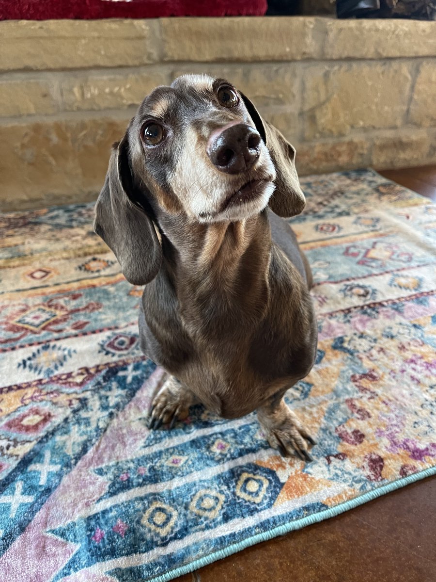 rhuntington3's tweet photo. Rufus! #DogsOfTwitter #DachshundsOfTwitter #Dachshund https://t.co/jI47ajfmYy