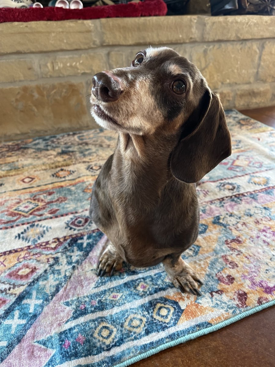 rhuntington3's tweet photo. Rufus! #DogsOfTwitter #DachshundsOfTwitter #Dachshund https://t.co/jI47ajfmYy