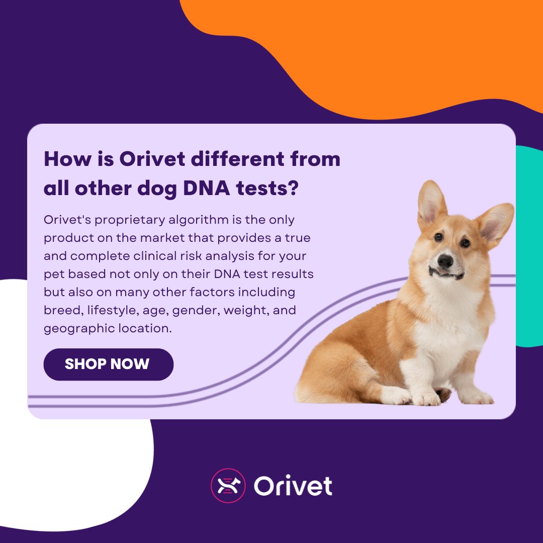 At Orivet, we believe that every pet is a truly unique individual. 🐾 Our proprietary algorithm is the only product on the market that provides an accurate and complete clinical risk analysis for your #pet. Shop here: bit.ly/3qqxMBG #orivet #dogdna #dnatest