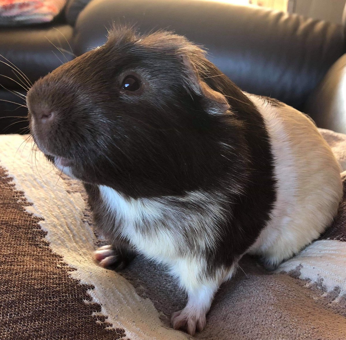 LittleMeggus's tweet photo. I'm always so unlucky on holidays... Last night, I lost Little Rolo... I'm already super stressed around Easter due to previous piggies passing away, but now Christmas is going to make me more depressed. 

I'll miss you, Row-Row 🤎 https://t.co/8awqIBhVe3
