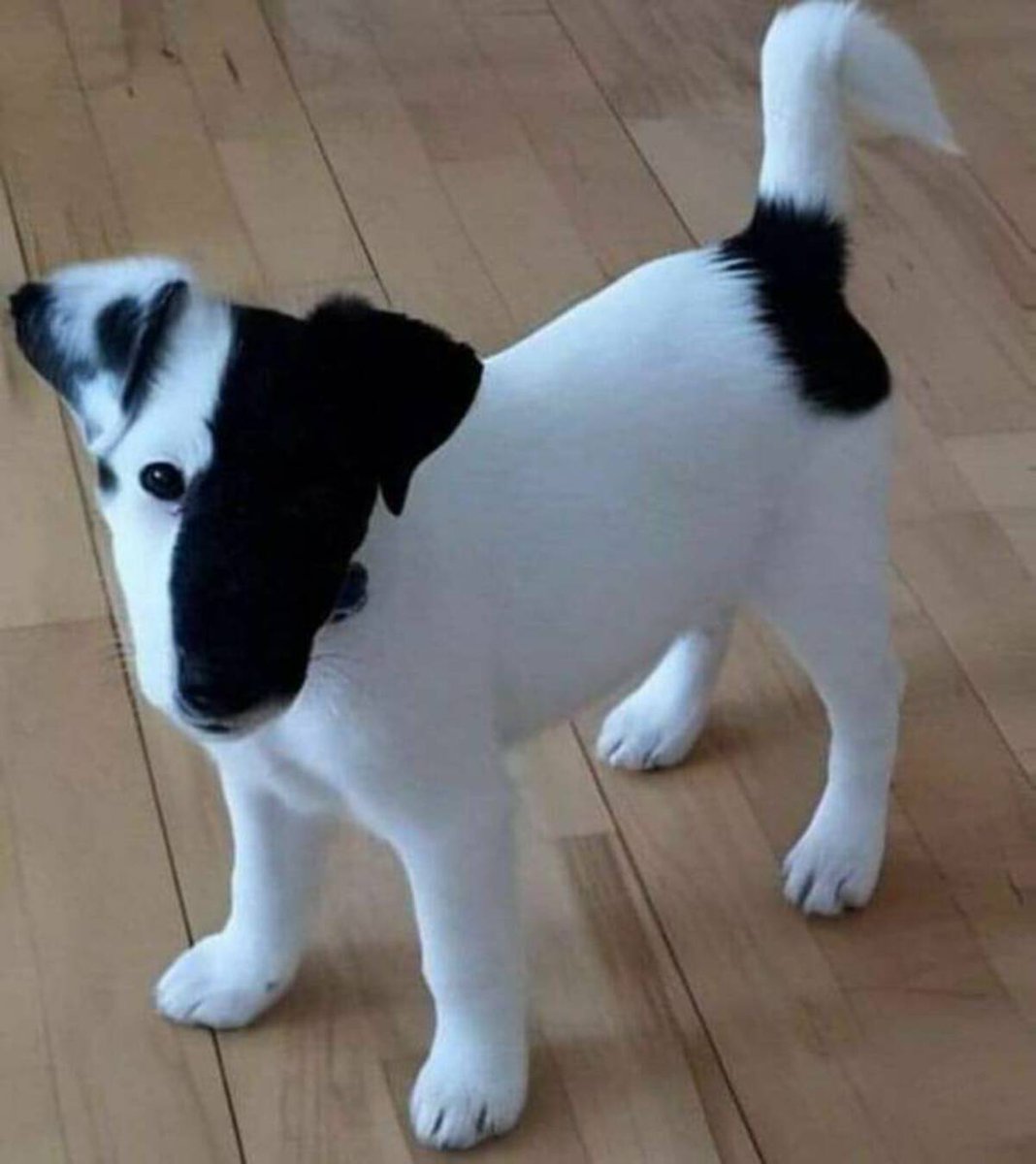 Comunidad Biológica tweet media