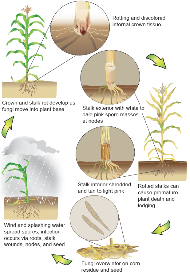 CropNetwork's tweet photo. Disease reduced U.S. corn bushels by 2.8 percent in 2022. Tar spot, Fusarium stalk rot, and nematodes were top yield reducers. 

2023 estimates from Extension specialists are in progress and will be posted at https://t.co/npobriwFSo when ready. 

@LSUAgCenter @ACESedu @PurdueExtension @ISUExtension @UGAExtension @UDExtension @NDSUExtension @SDSUExtension @MSUExtService @MSUExtension @txextension @OMAFRA @AR_Extension @UMNExt @ILextension @UWMadisonExt @UNLExtension #agtwitter @NationalCorn