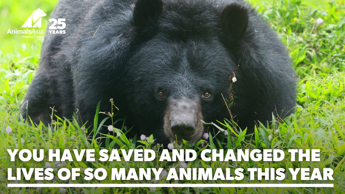 AnimalsAsia's tweet photo. Animals Asia's founder and CEO Jill Robinson has wrapped up what has been an historic and momentous year in Animals Asia's 25-years in her latest blog ❤https://t.co/vFrJVpQEcP ❤ #blog #ceo #founder #animalsasia #inspiration #saveanimals #savinglives #reflections #hopeful https://t.co/xVGQ9VSMCO