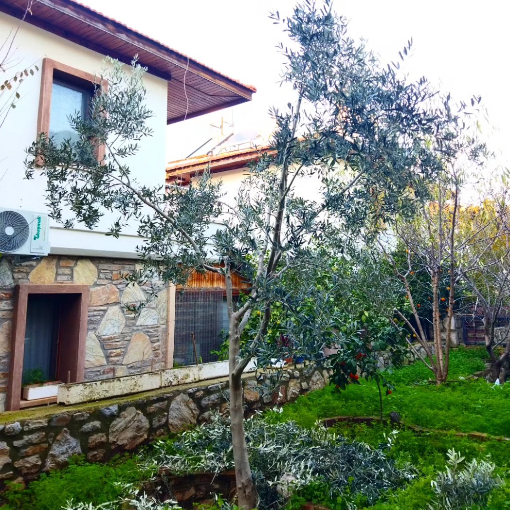 Zeytin ağacı budamak için güzel bir gündü. #datca #datça #GardenerAbi