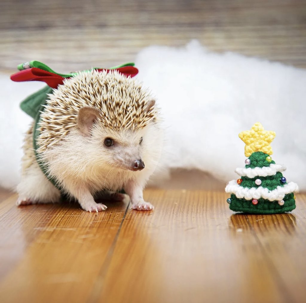 daily__hedgehog's tweet photo. Wednesday 27th December, 2023 https://t.co/cbyN4AAqGl