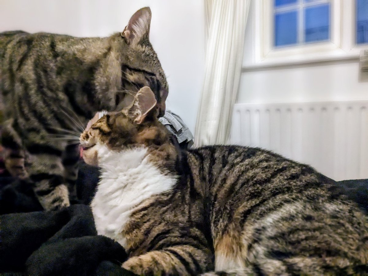 Lou Nicholls tweet media