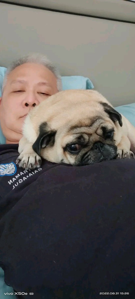 Perfect shoot 🥰🥰 #puglovers #pugsnotdrugs #dogstagram #instadog #pugfamily #pugtwitter #pugx