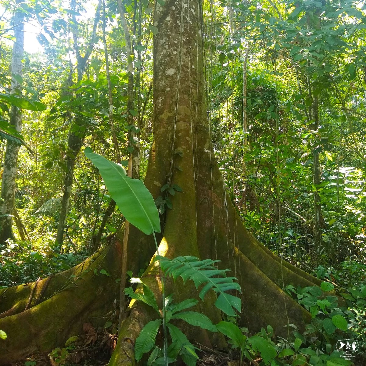 AmazonTeamOrg's tweet image. 🗣 “The territory is sacred. We assert it is our mother. It is everything: humans, rivers, lakes, animals, medicinal plants and spirits coexist in harmony.” - Juvencio Natascuas, governor of the La Cabaña Awá council

💚 We celebrate the establishment of the La Cabaña indigenous…