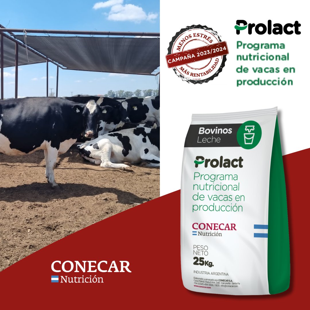 CONECAR's tweet image. Favorecer el consumo adecuado en vacas productivas es clave para una primavera productiva. 

¡Añade 🇦🇷PROLACT Lechera Alta Energía! Más leche🥛, salud y bienestar animal🐮.

✅ Descubre más ➡️ nutricion.conecar.com/prolact