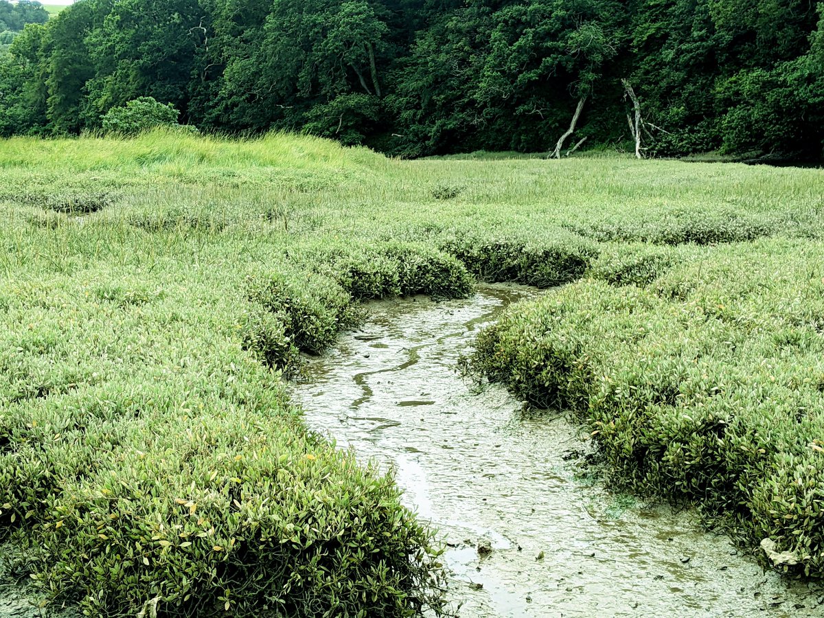 @leanahosea Also a massive carbon sink, it filters out pollution & absorbs excess nutrients, reducing algal blooms & marine dead zones.

#waderwednesday #wildwebswednesday #wetlandswednesday