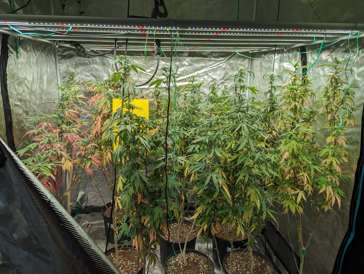 CanuckleBudZ's tweet photo. I think they have stopped stretching which is good...Flowering under the Mars Hydro FC4800s and FC6500. Going into week 4 I think.  Gonna get in there and defoliate a bit I think.
#MarsHydro #FC4800 #FC6500 https://t.co/f6f1rfnFEU